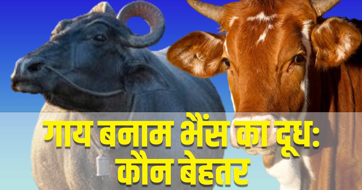 Cow Vs Buffalo Milk