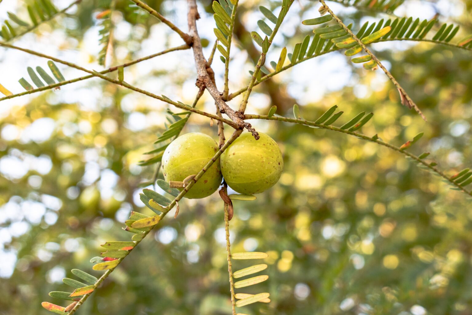 amla in diabetes control